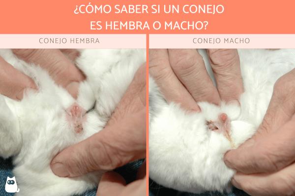 como saber el genero de un conejo