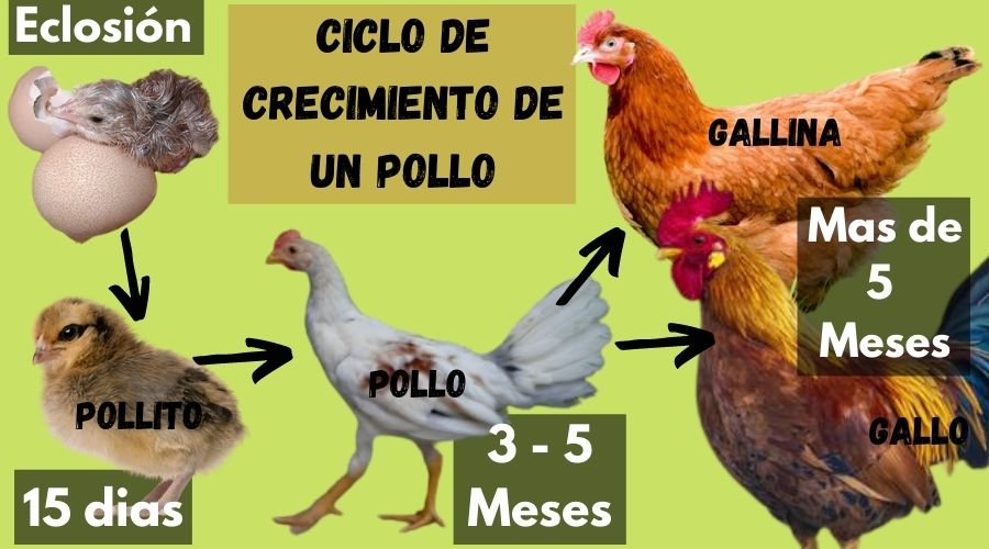 como saber la edad de un gallo 1