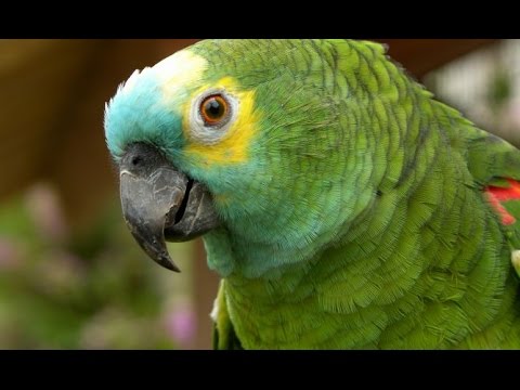 como saber la edad de un loro