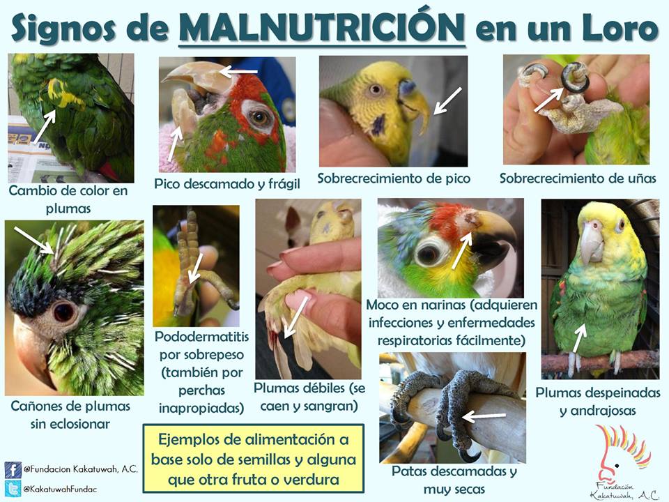 como saber la edad de un perico atolero