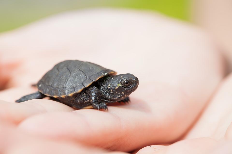 como saber la edad de una tortuga