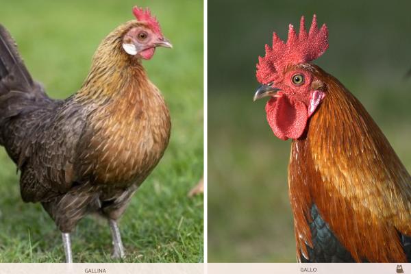 como saber si es gallo o gallina con 3 meses