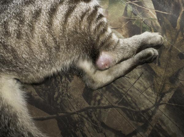 como saber si mi gato se fracturo la pata