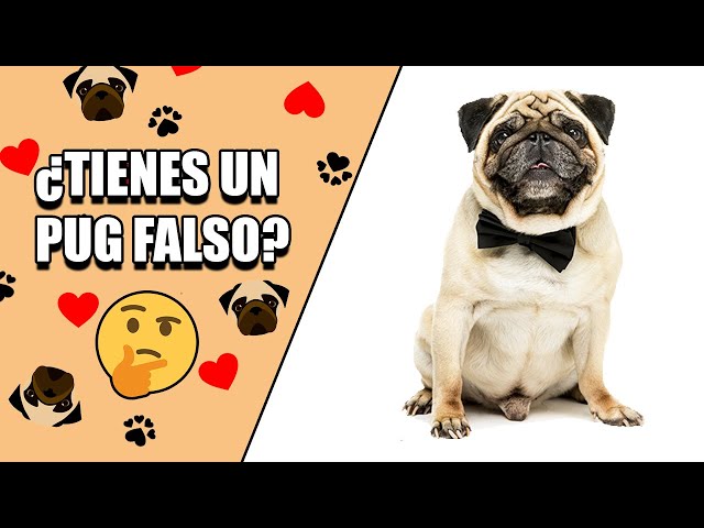 como saber si mi pug es original