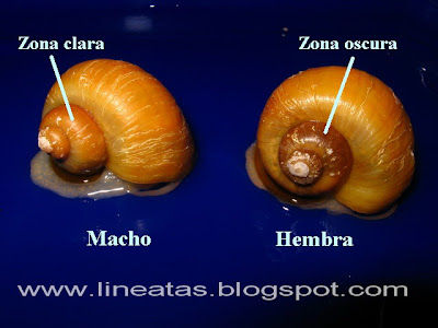 como saber si un caracol es macho o hembra