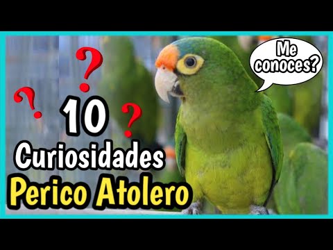 como saber si un perico atolero es hembra o macho