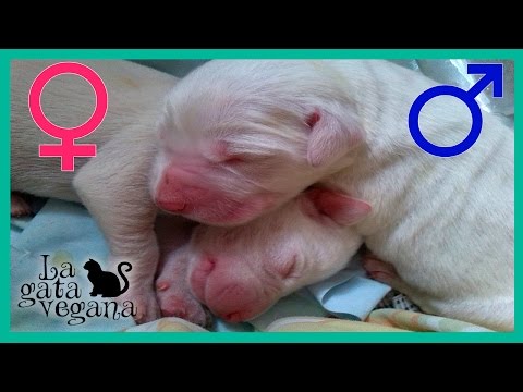 como saber si un perro es macho o hembra fotos