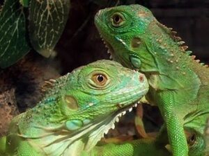 como saber si una iguana es hembra o macho