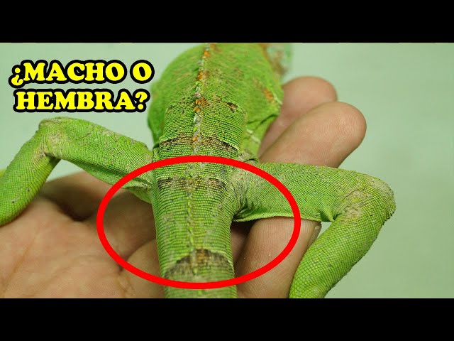 como saber el sexo de una iguana