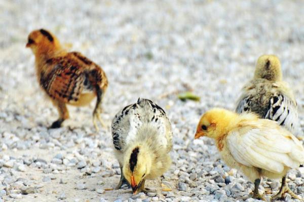 como saber si un pollito es hembra o macho